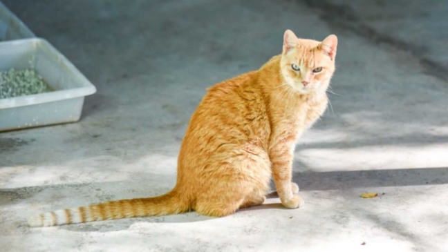 Gato laranja sentado