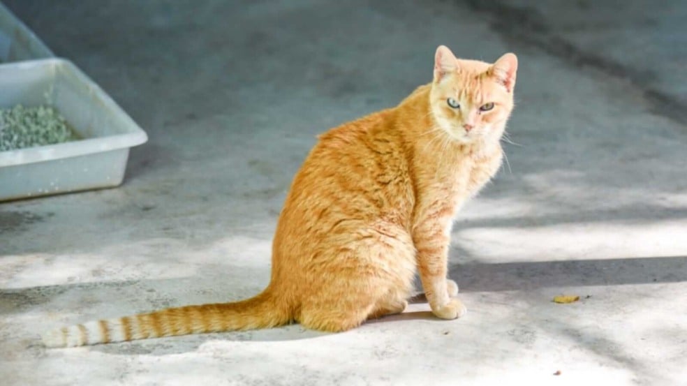 Gato laranja sentado