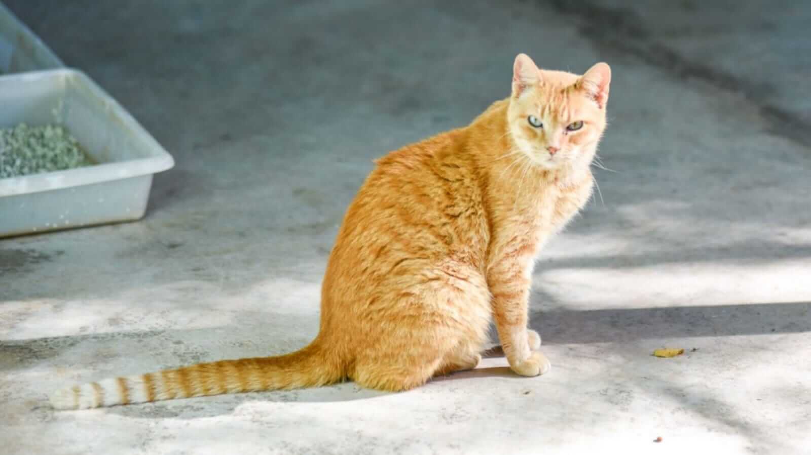 Gato laranja sentado