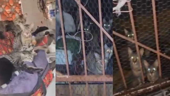 Gatos em casa de Jundiaí