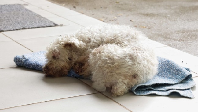 Cachorrinho deitado em pano