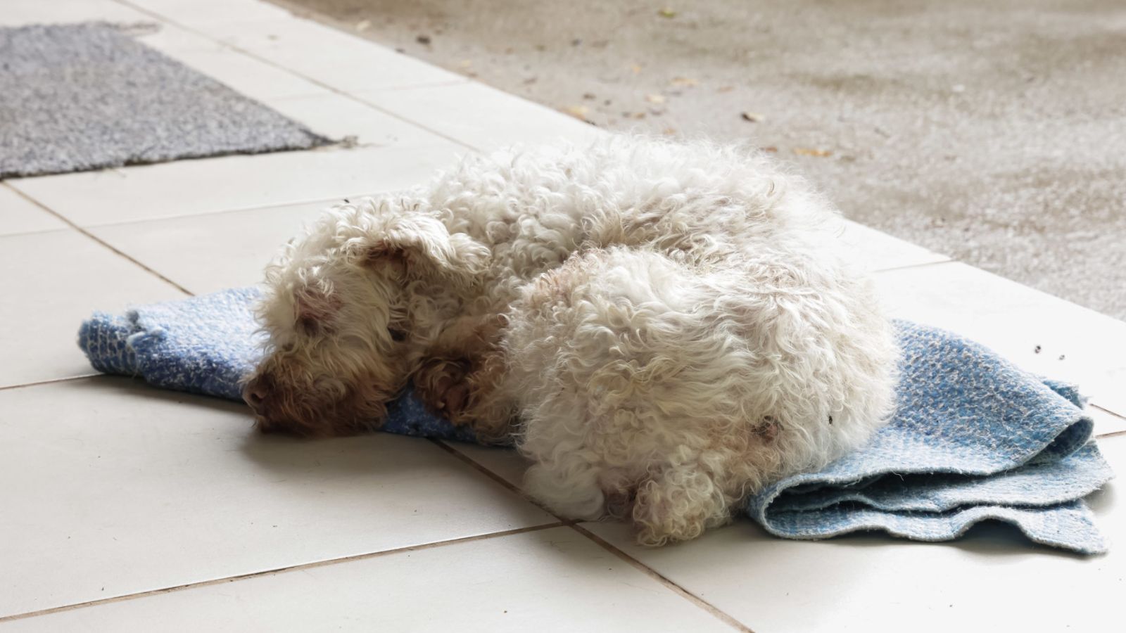Cachorrinho deitado em pano
