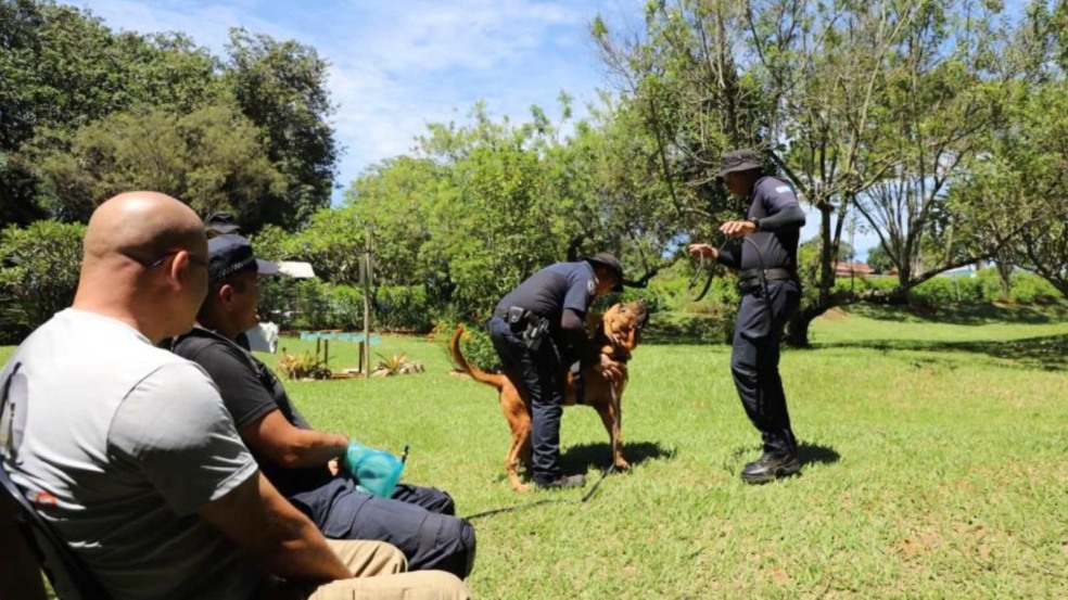 Treinamento dos cães