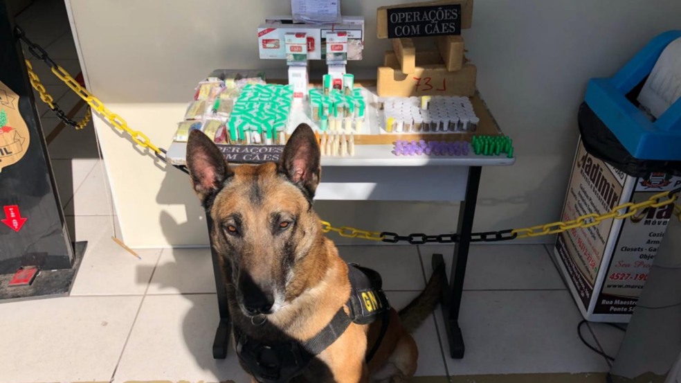 Cão em frente a mesa com drogas