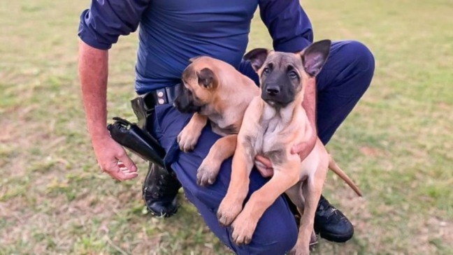 Guarda Municipal com dois filhotes