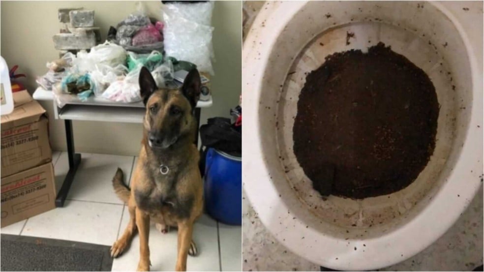 Cão que apreendeu drogas e maconha jogada em vaso sanitário