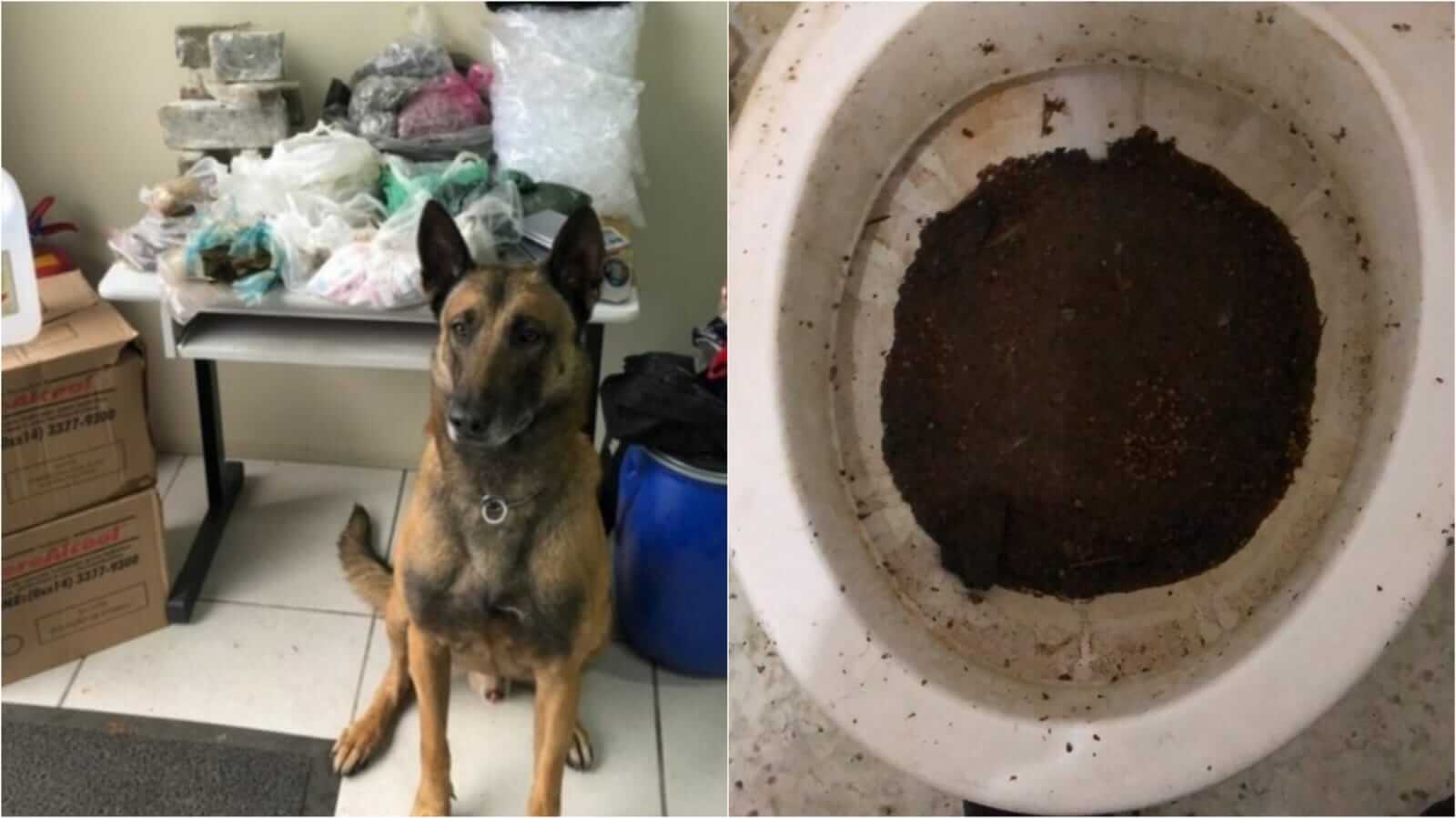 Cão que apreendeu drogas e maconha jogada em vaso sanitário