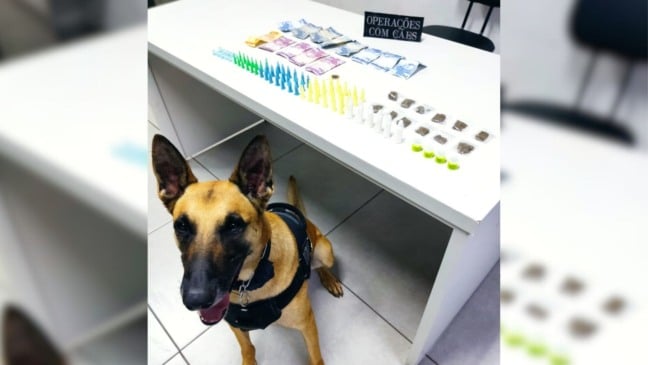 Canil da Guarda de Jundiaí flagra homem com sacola de drogas no Novo Horizonte