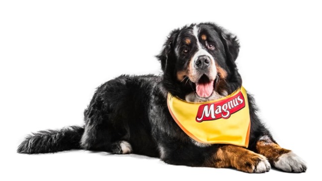 Cão Magnus