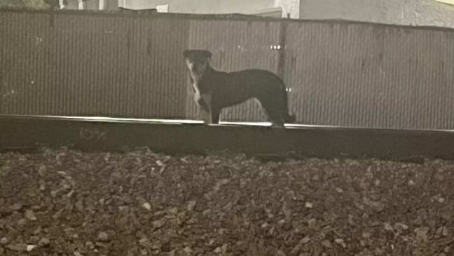 (Foto: Divulgação/SUZETTE HALL/The Dodo)