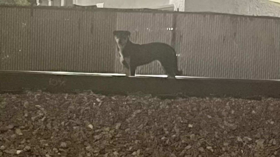 (Foto: Divulgação/SUZETTE HALL/The Dodo)