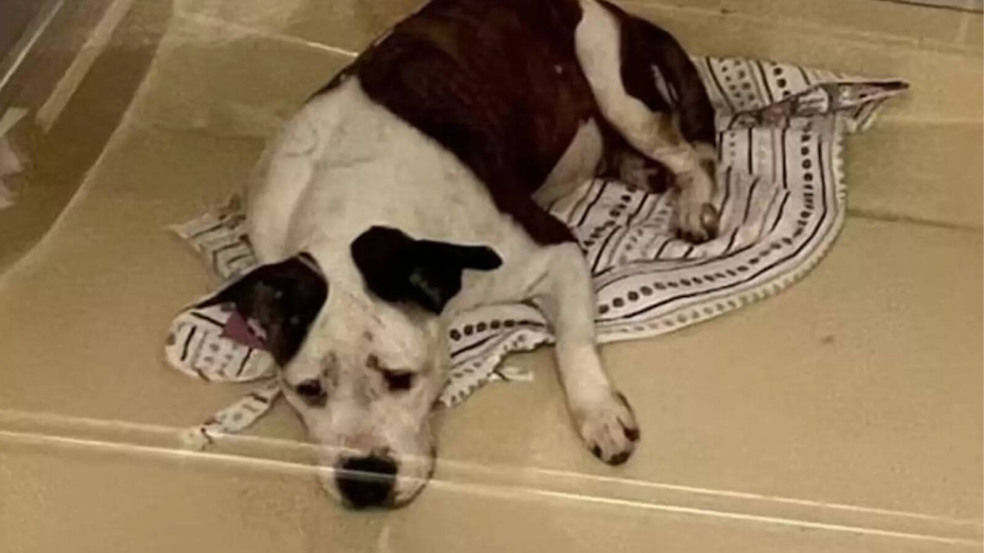 Foto: Humans and Animals United