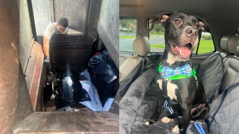 Foto: Reprodução/Heather Jones/The Dodo