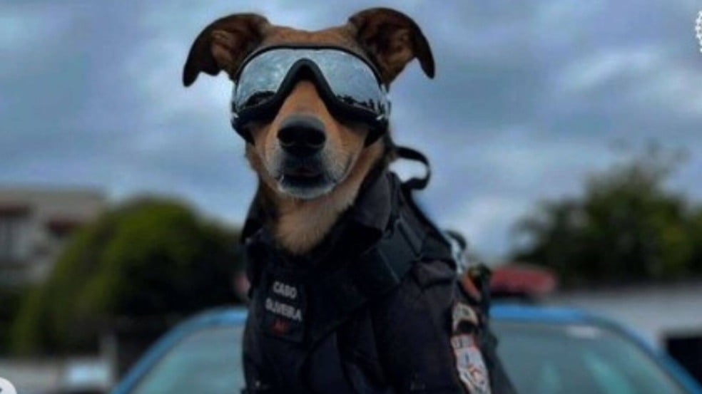 cachorro policial