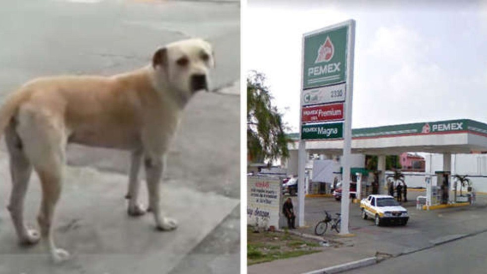 (Foto: Reprodução/portaldoanimal)