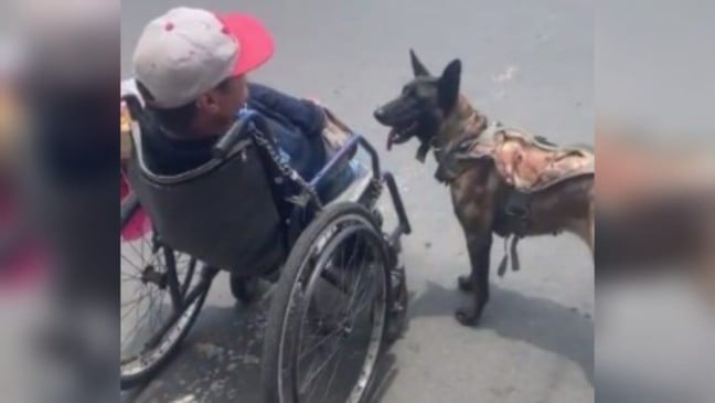Cão atravessa rua empurrando tutor em cadeira de rodas-1