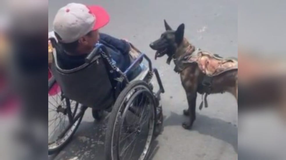 Cão atravessa rua empurrando tutor em cadeira de rodas-1