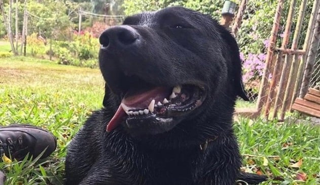 Cachorro morre em resgate