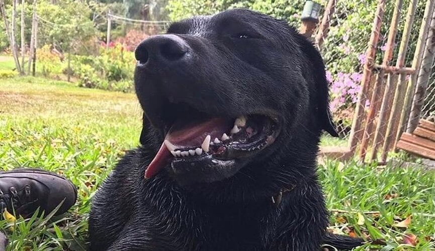 Cachorro morre em resgate