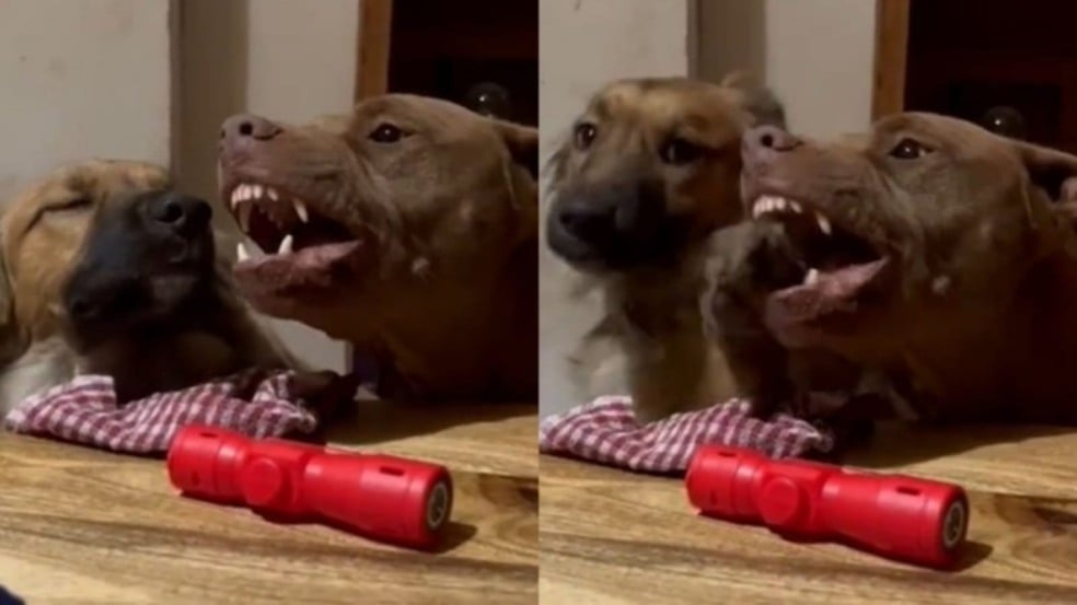 cachorro caramelo com pit bull