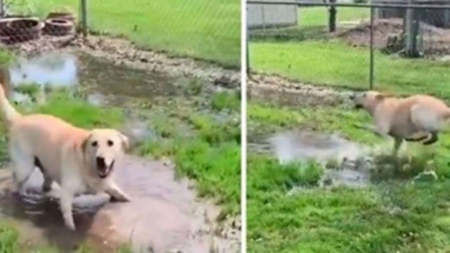 (Foto: Reprodução/Vídeo/Portalamigocão)