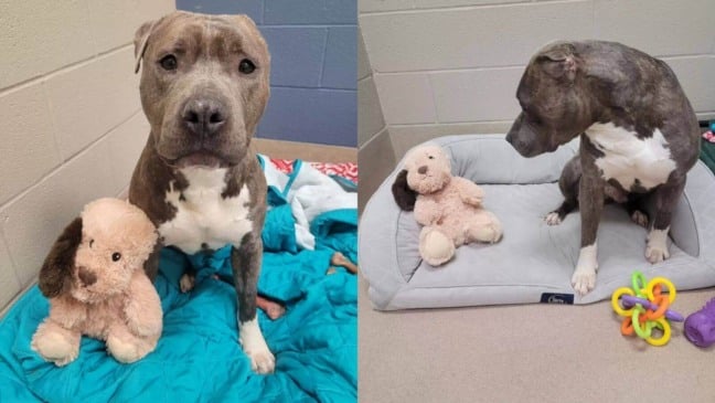 Foto: SPCA of Wake County