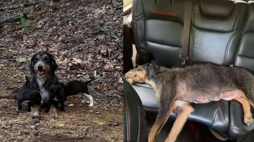 Mamãe cachorra e filhotes