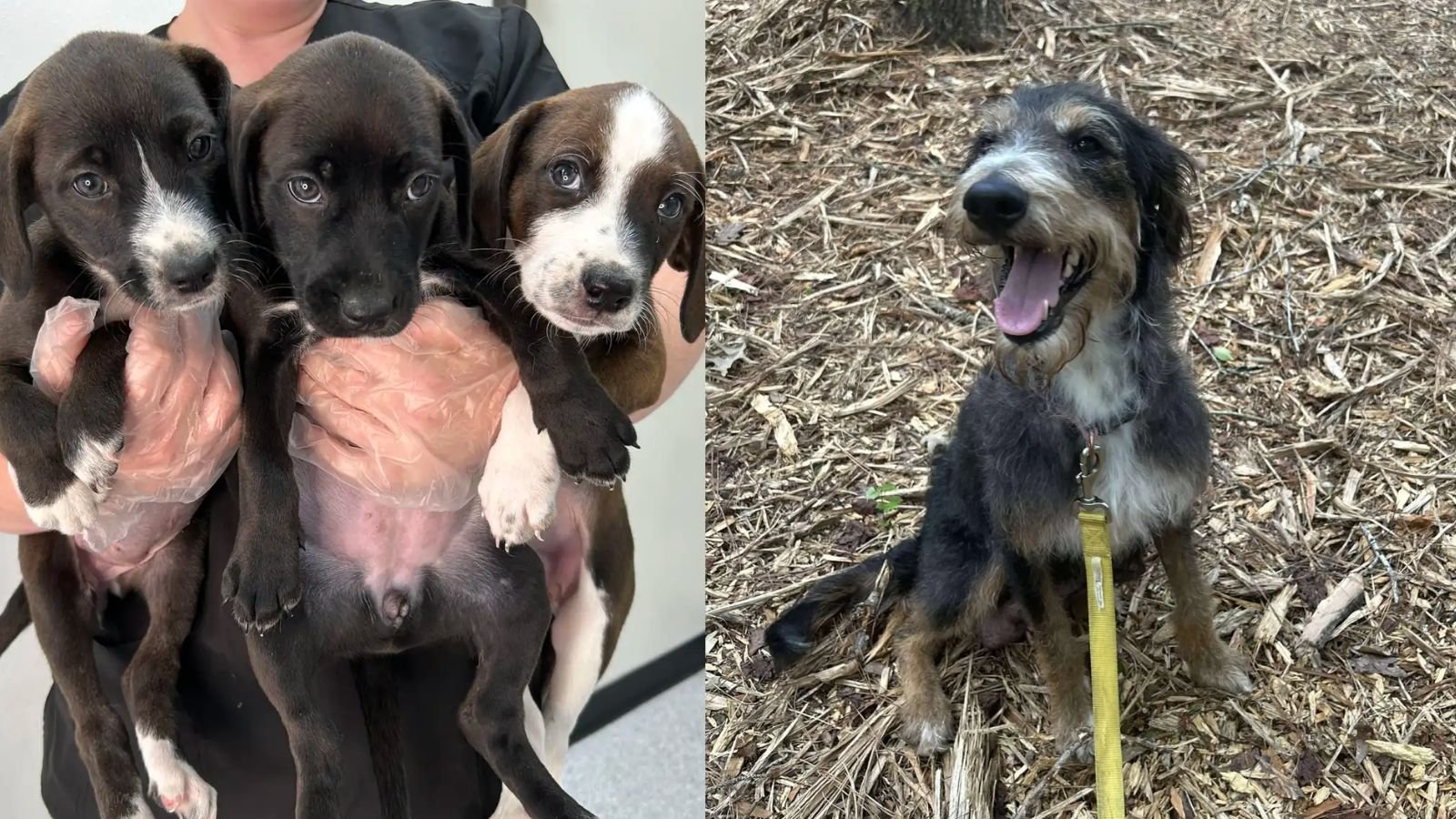 Mamãe cachorra e filhotes