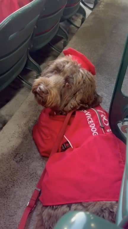 Cão de serviço em formatura do ensino médio