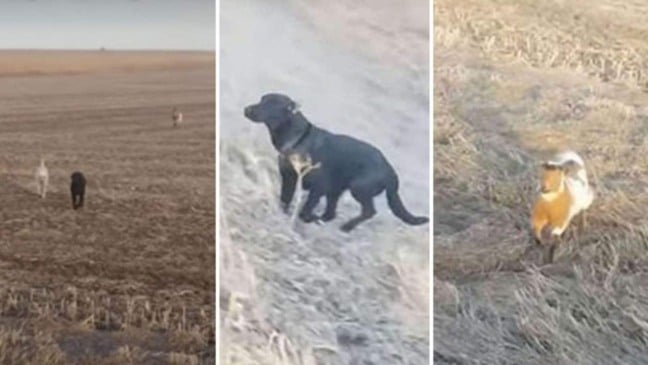 (Foto: Reprodução/Portalamigocão)