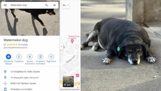 (Foto: medialeaks.ru/reprodução boredpanda)