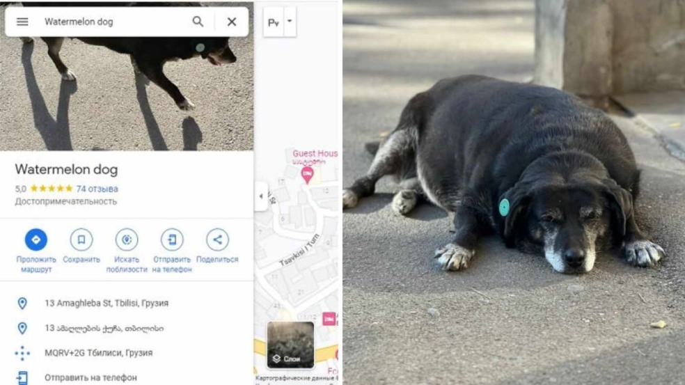 (Foto: medialeaks.ru/reprodução boredpanda)