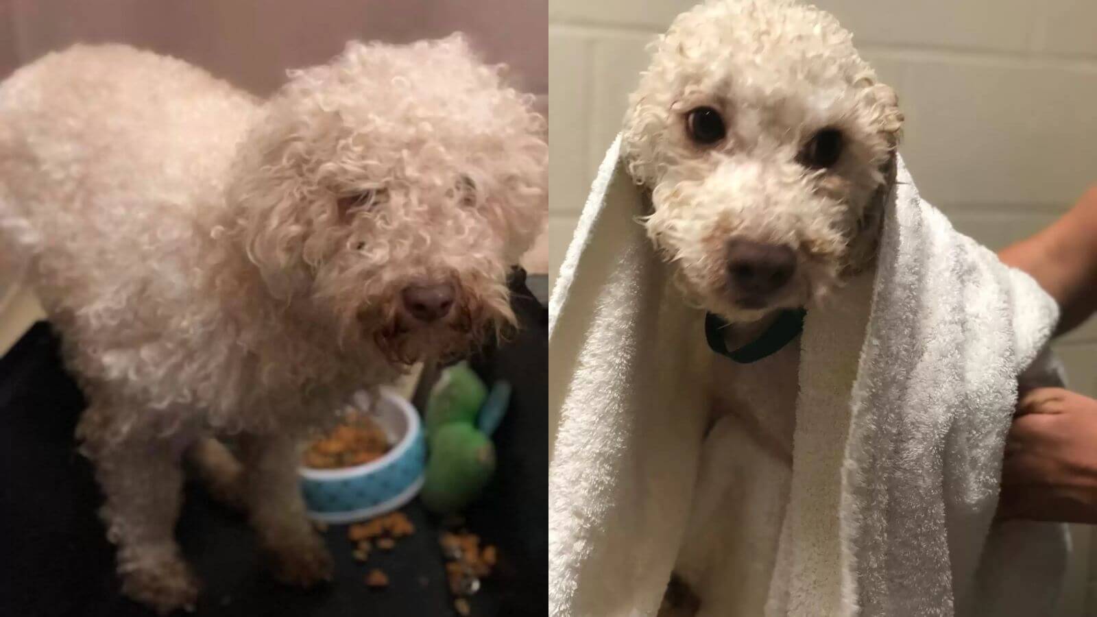 Cachorro poodle resgatado