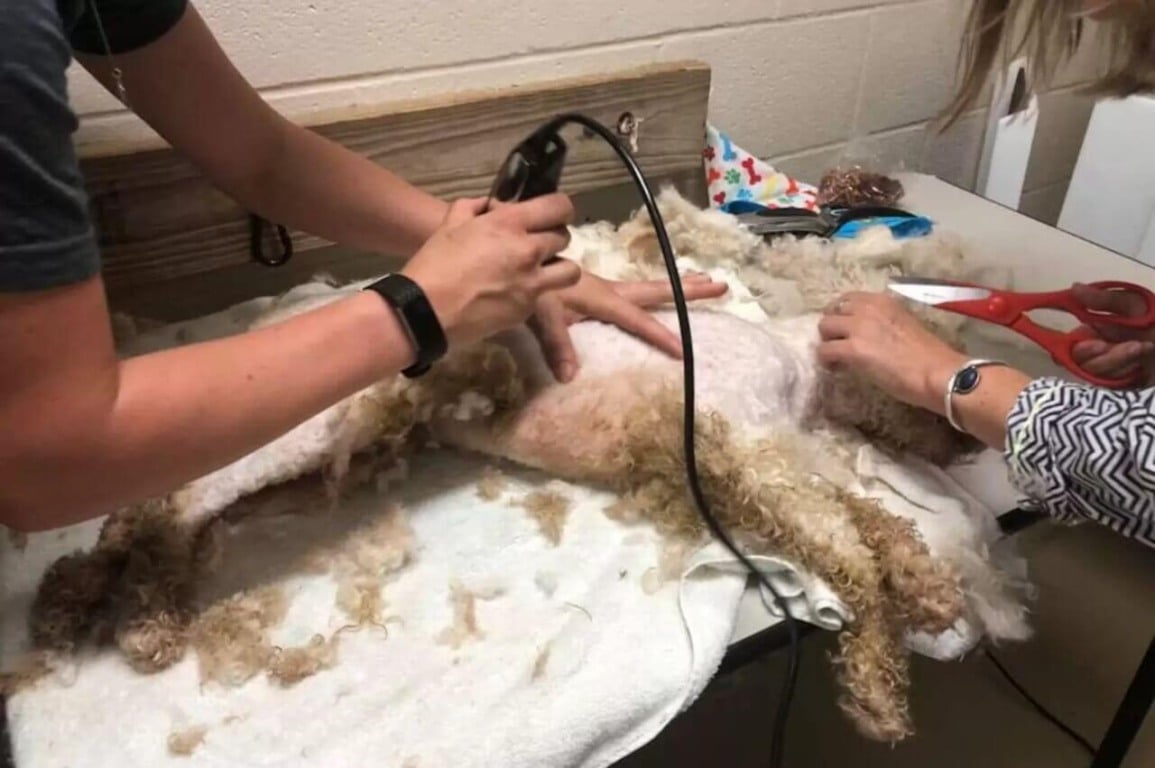 Cachorro poodle tosado