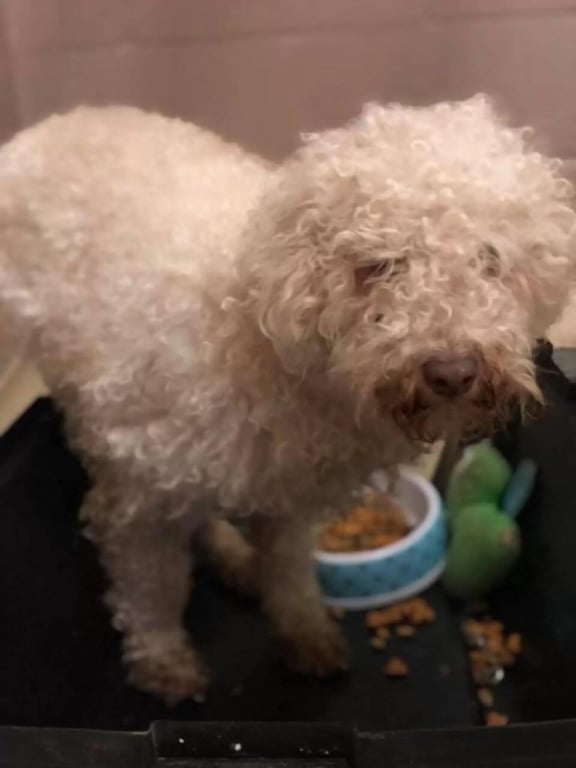 Cachorro poodle resgatado