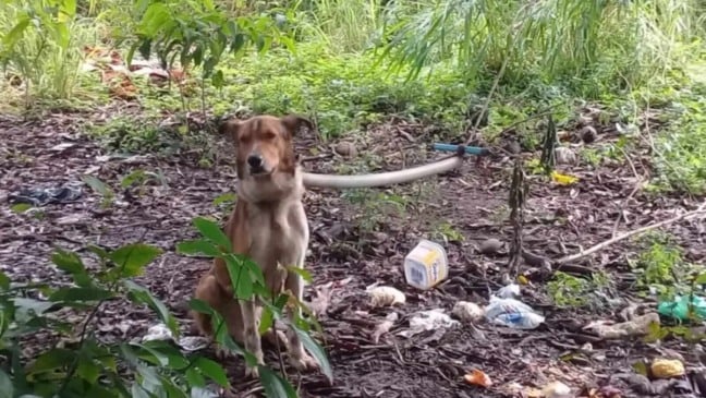 ONG resgata cachorro preso