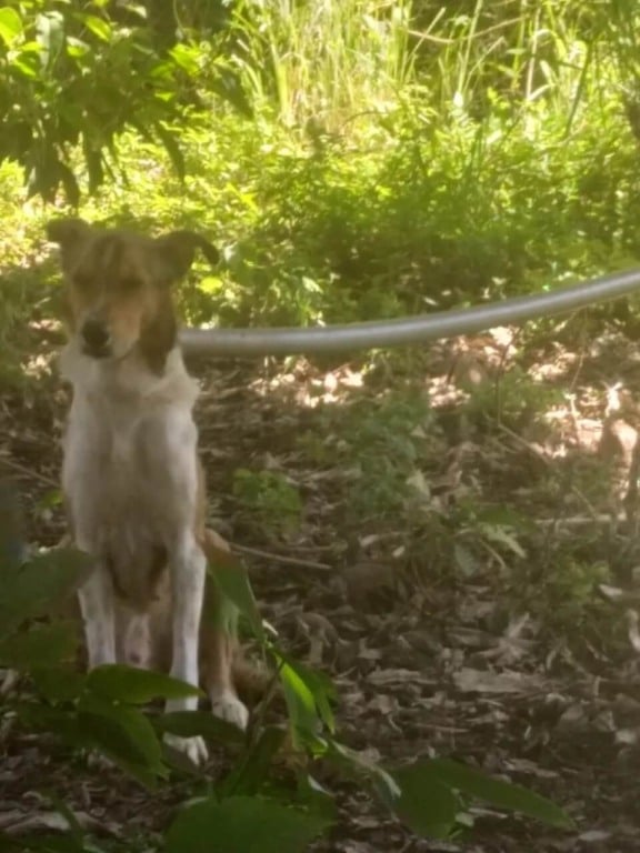 ONG resgata cachorro preso