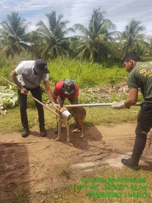 ONG resgata cachorro preso