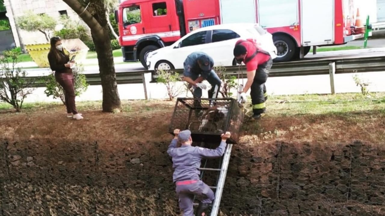 Bombeiros retirando cão de córrego
