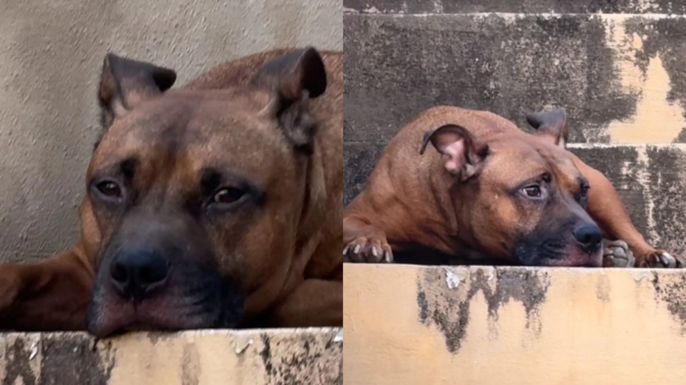 Cão deitado em escada