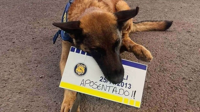Cão farejador