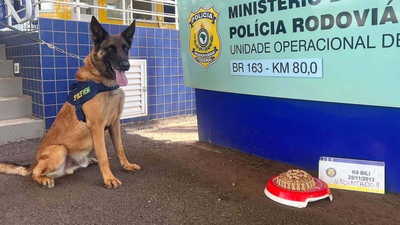 Cão farejador