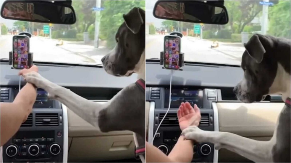 Cachorro não deixa dona pegar celular Cachorro não deixa dona pegar celular