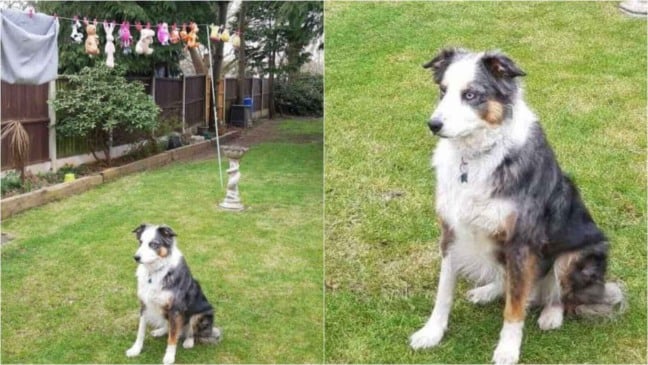 Cachorro sentado em gramado