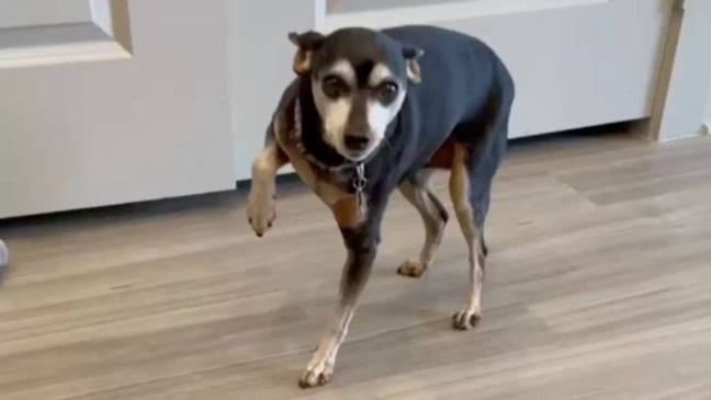 Cão fingia mancar para ganhar petiscos mas acaba ganhando uma consulta no veterinário