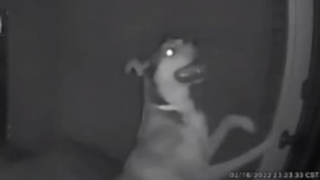 Cachorro em câmera de segurança