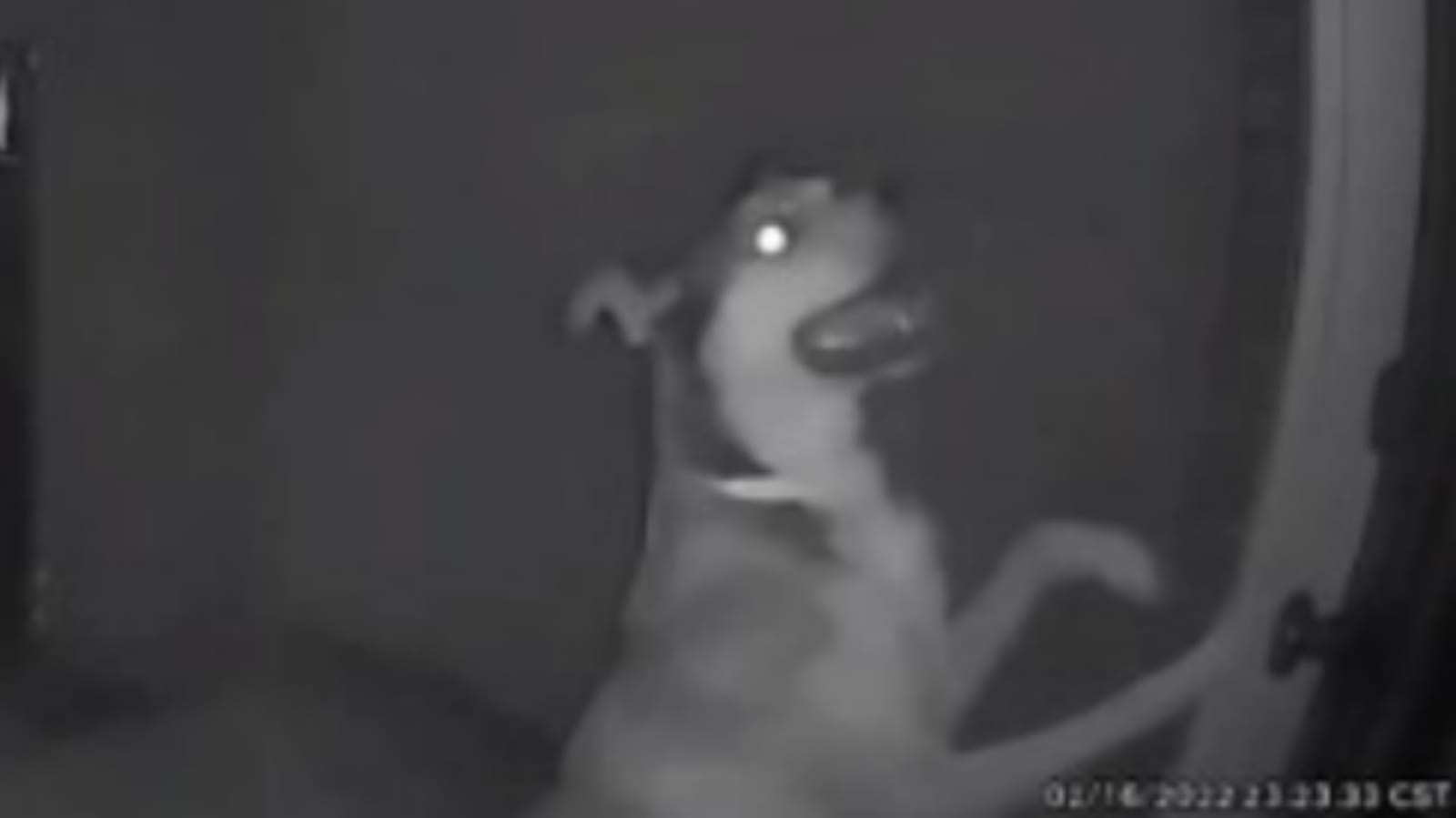 Cachorro em câmera de segurança