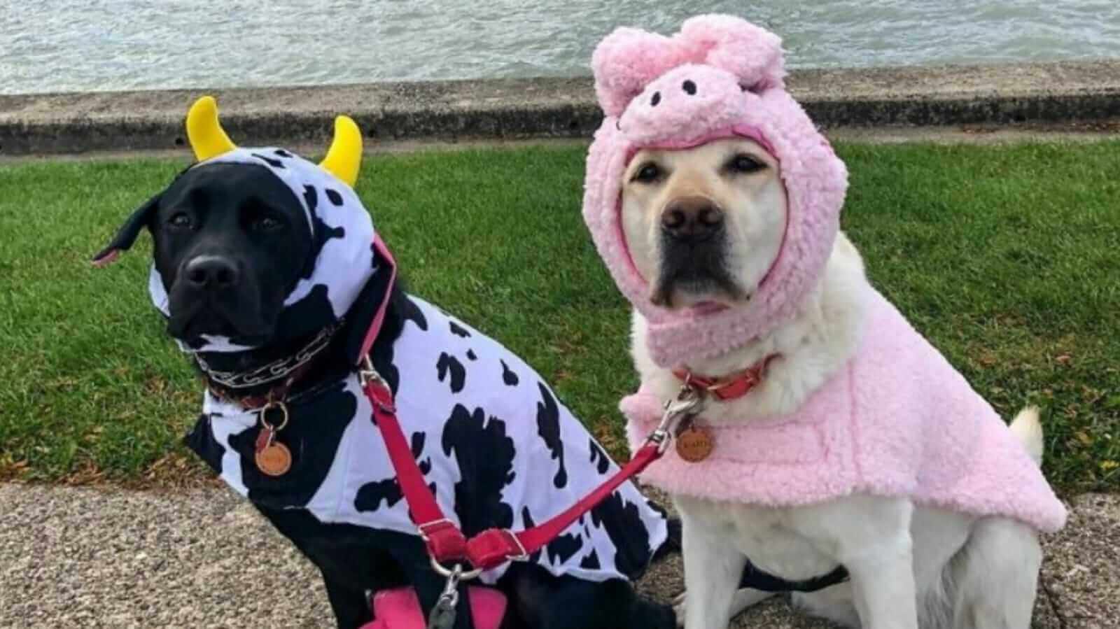 Cachorros com fantasias