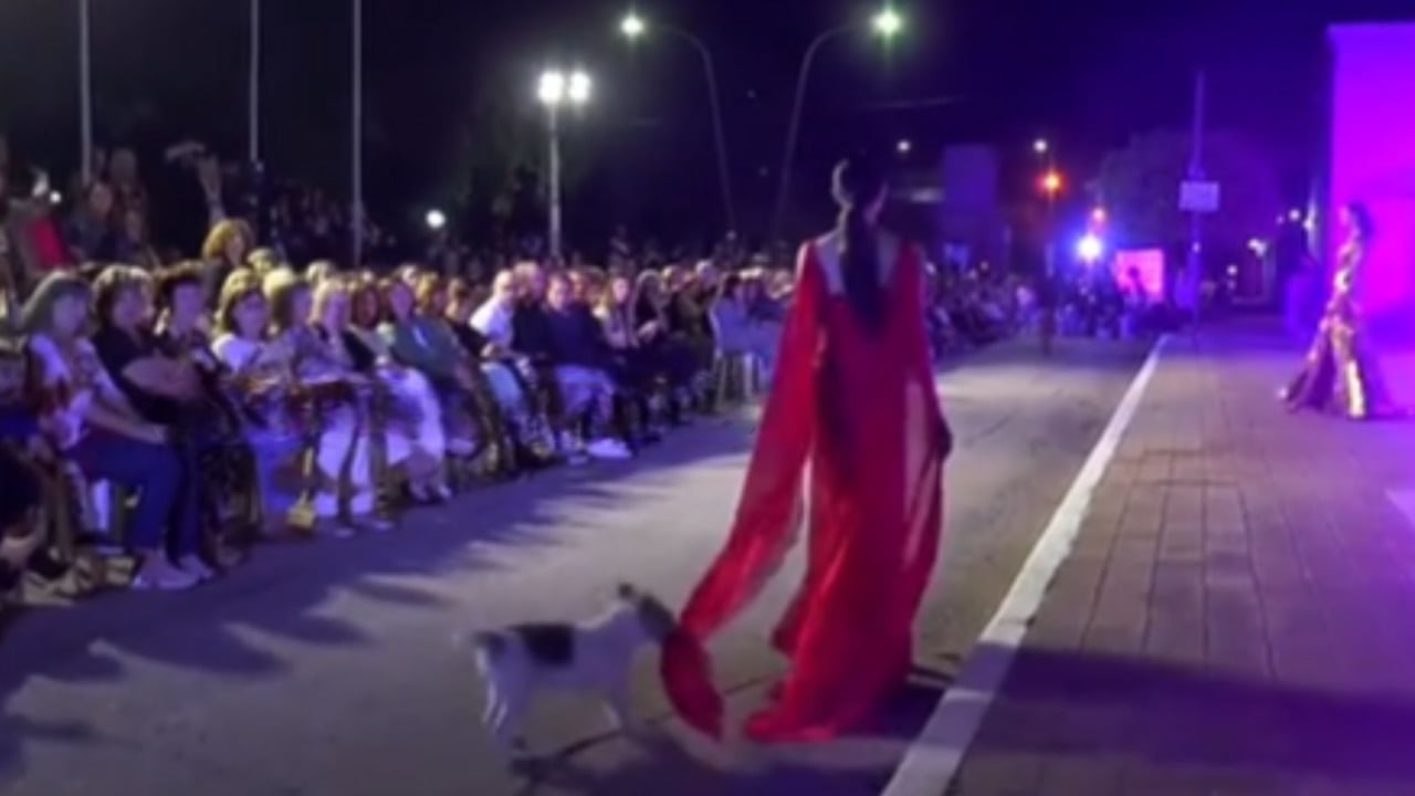 Modelo e cão na passarela