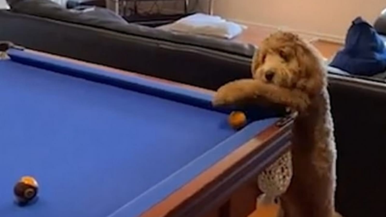 Cachorro jogando sinuca